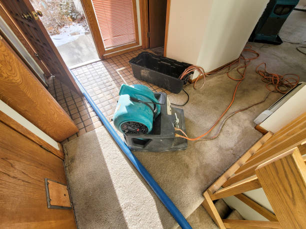 Best Local water damage restoration  in Tangelo Park, FL