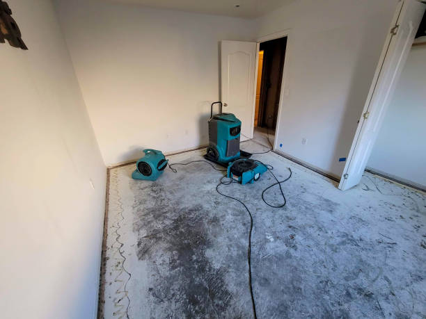 Best Local water damage restoration  in Tangelo Park, FL