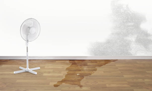 Best Water damage restoration specialists  in Tangelo Park, FL