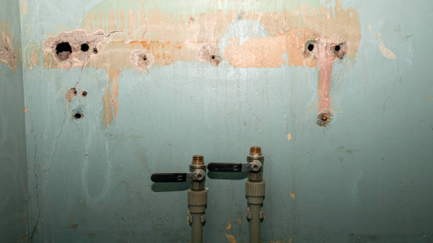 Best Mold removal after water damage  in Tangelo Park, FL